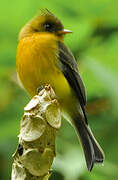 Northern Tufted Flycatcher