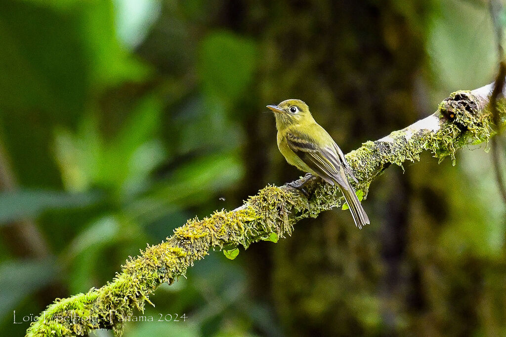 Northern Tufted Flycatcher