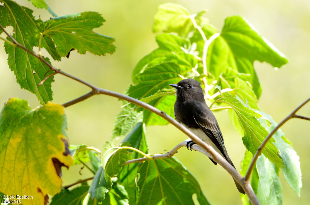 Black Phoebe