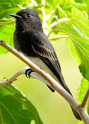 Black Phoebe