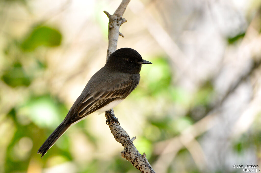 Black Phoebe