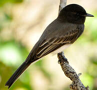 Black Phoebe