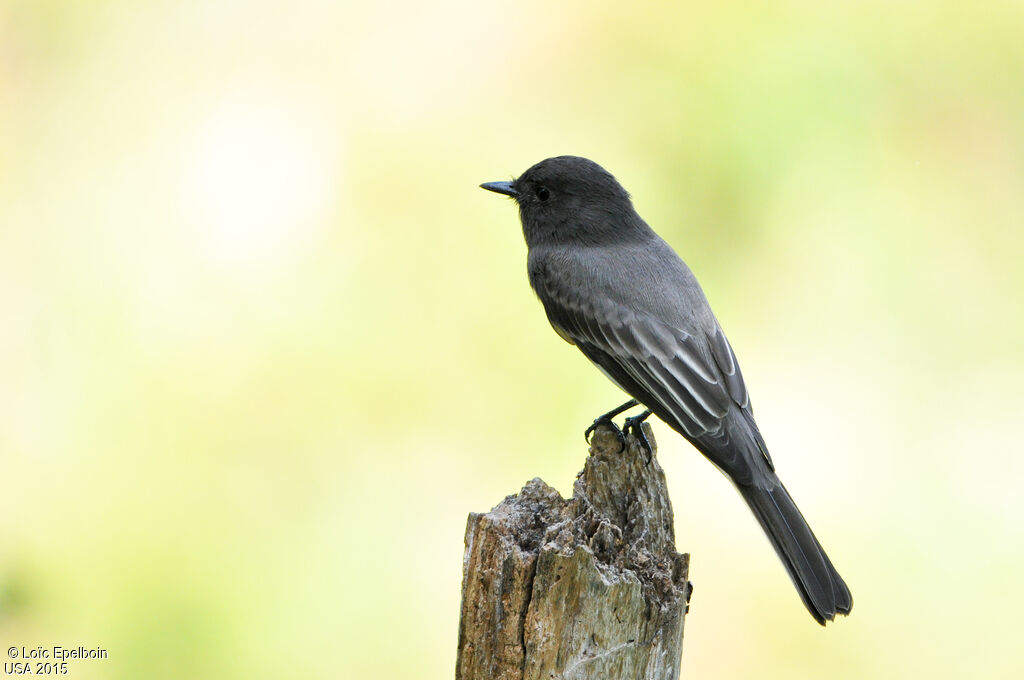 Black Phoebe