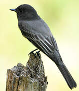 Black Phoebe