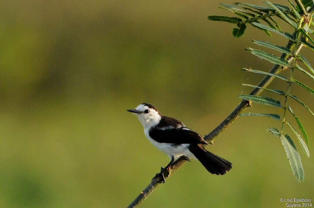 Pied Water Tyrant