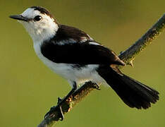 Pied Water Tyrant