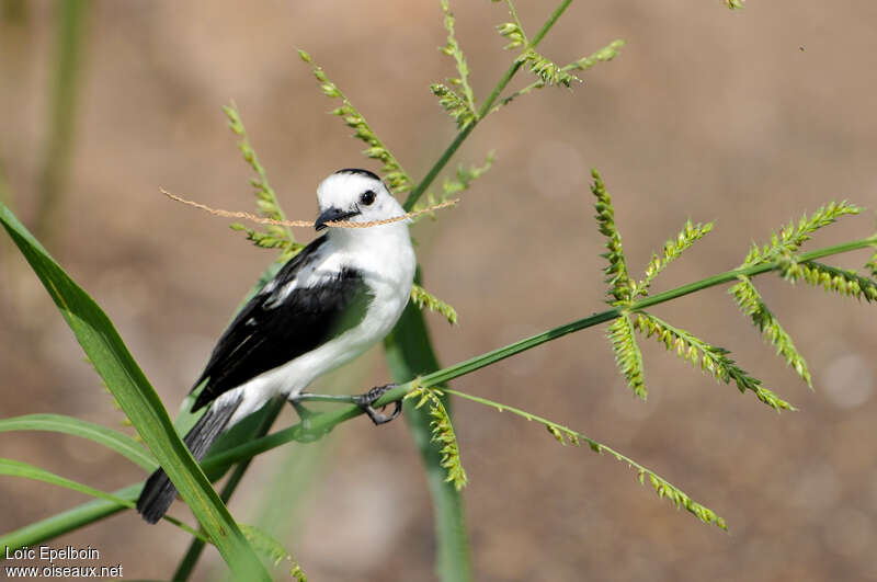 Pied Water Tyrant male adult, Reproduction-nesting