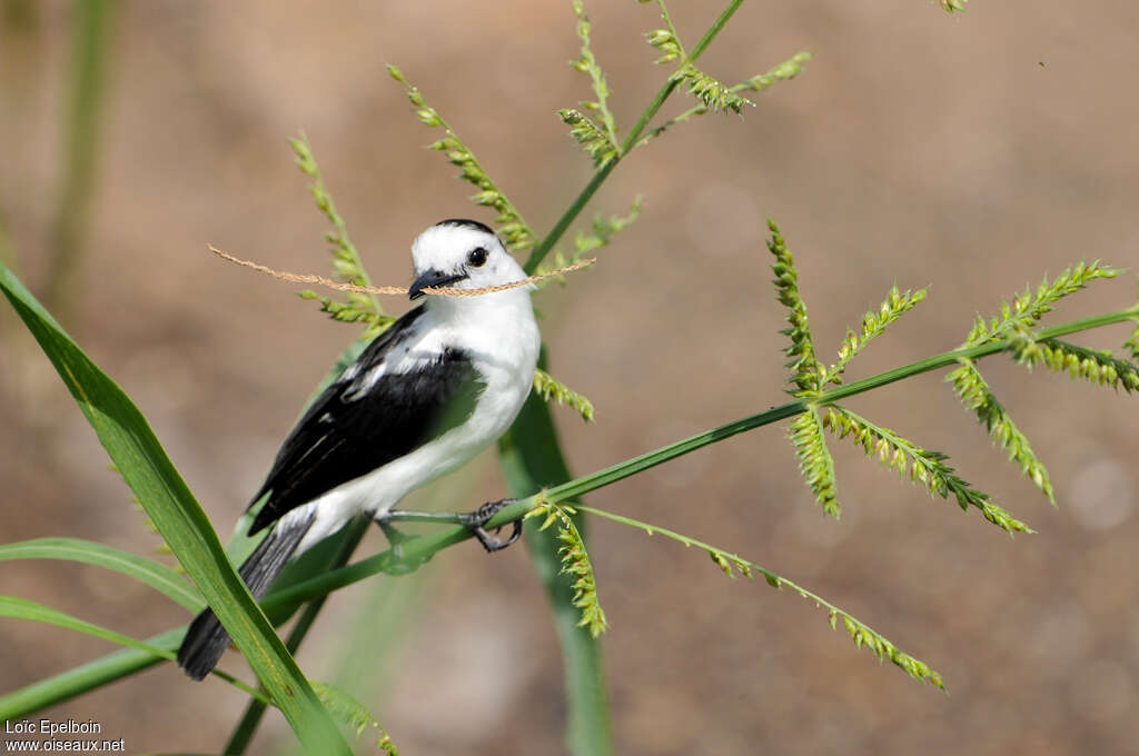 Pied Water Tyrant male adult, Reproduction-nesting