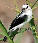 Pied Water Tyrant