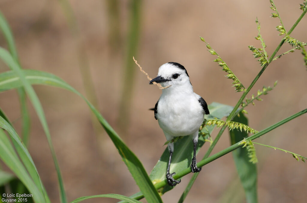 Pied Water Tyrant