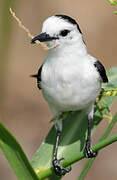 Pied Water Tyrant