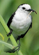 Pied Water Tyrant