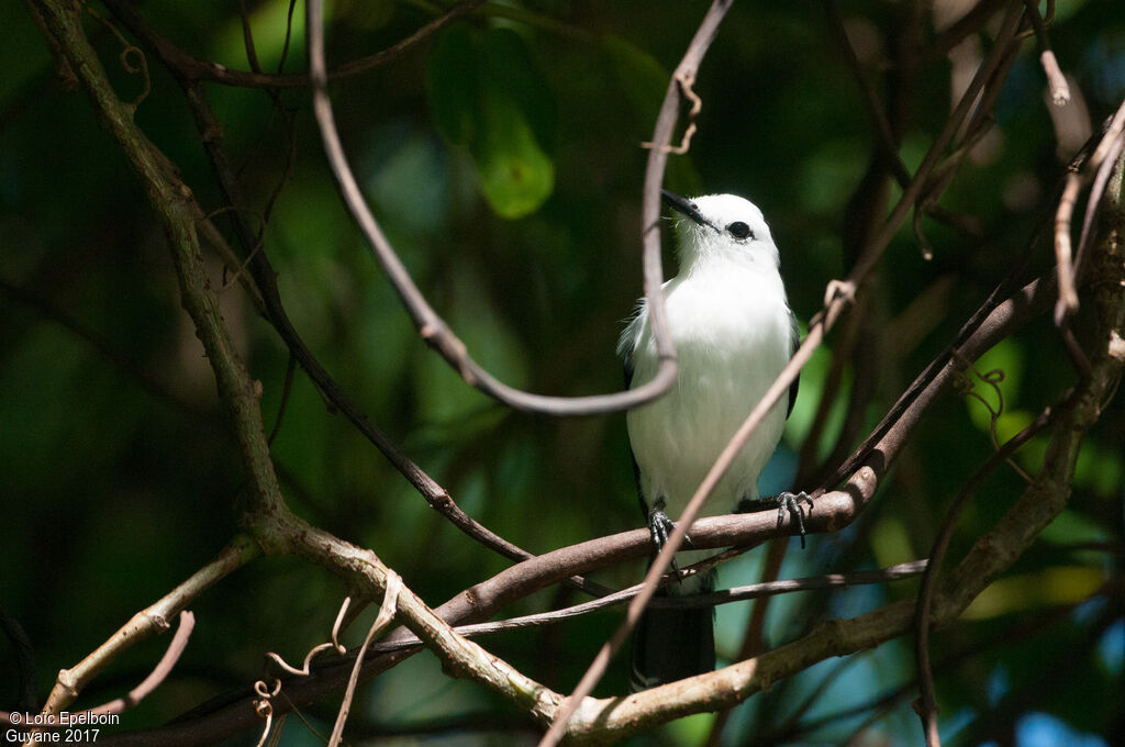 Pied Water Tyrant