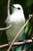 Pied Water Tyrant