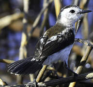 Pied Water Tyrant