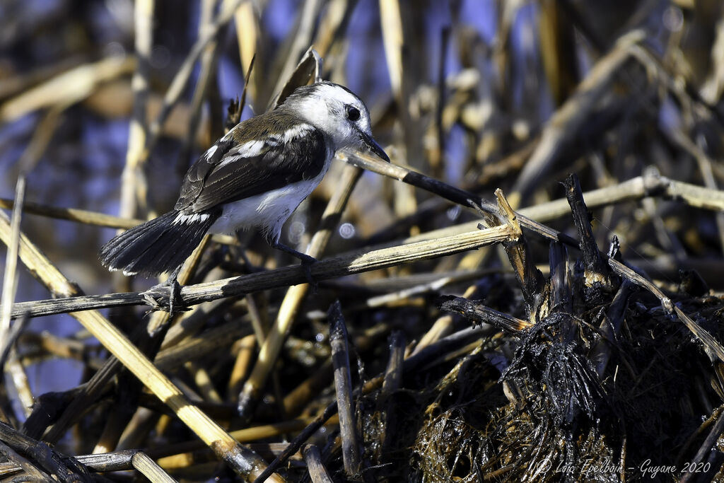 Pied Water Tyrant