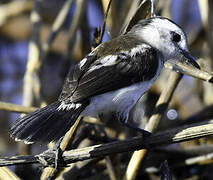 Pied Water Tyrant