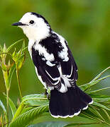 Pied Water Tyrant