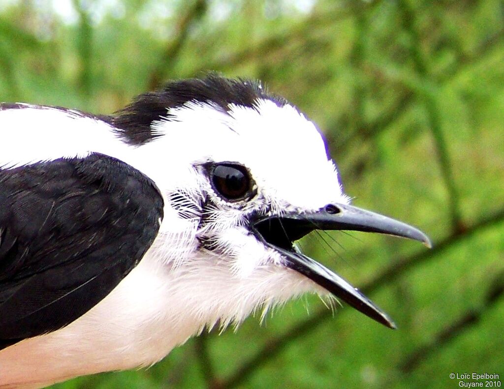 Pied Water Tyrant