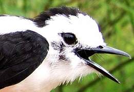 Pied Water Tyrant