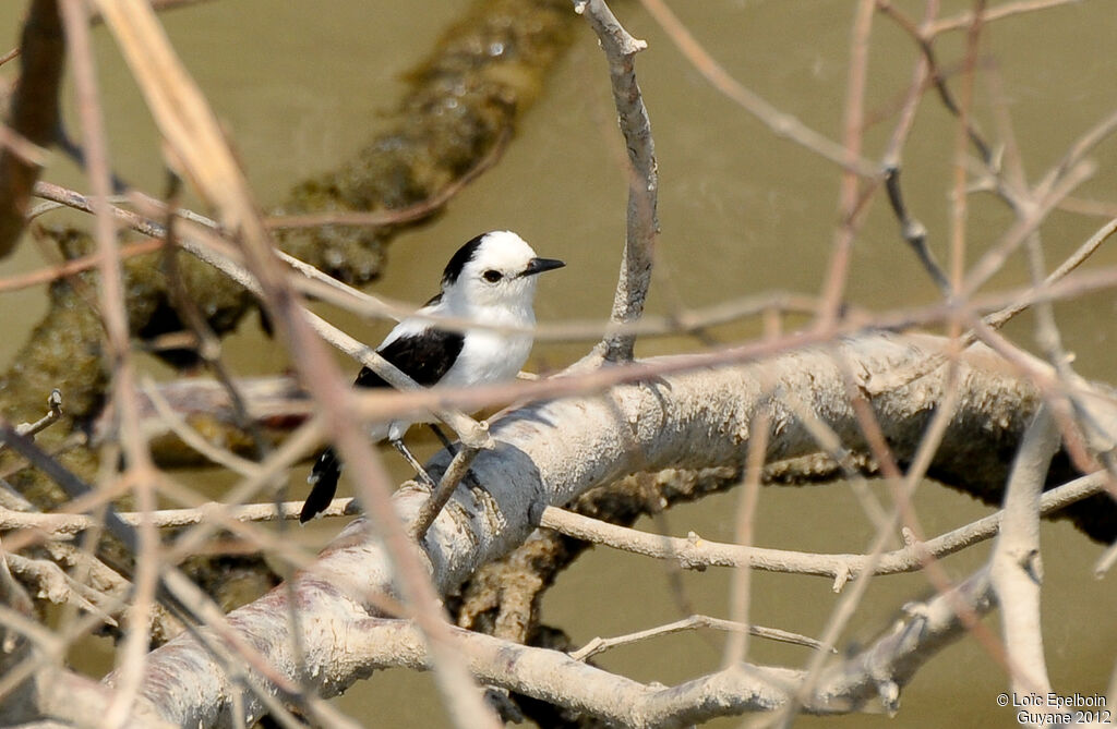 Pied Water Tyrant