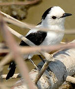 Pied Water Tyrant