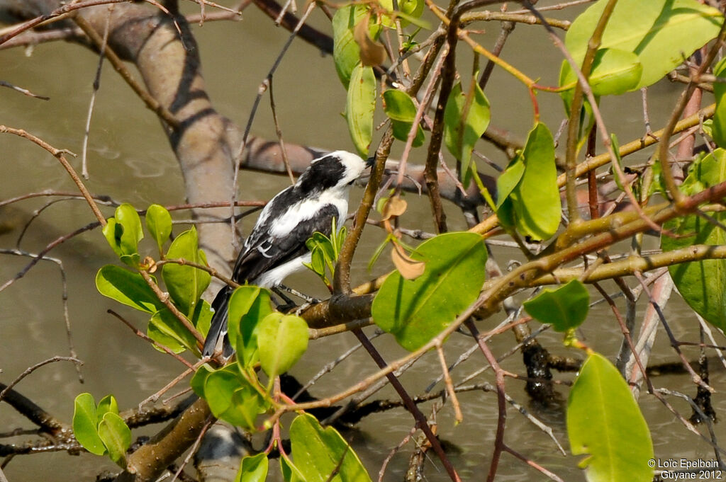 Pied Water Tyrant