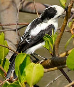 Pied Water Tyrant