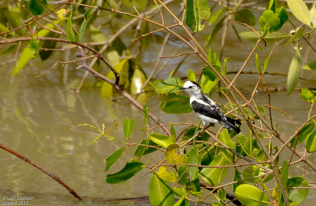 Pied Water Tyrant