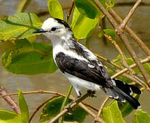 Pied Water Tyrant