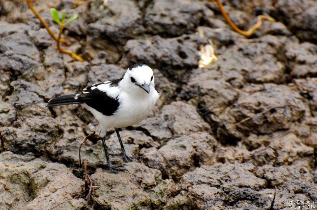 Pied Water Tyrant