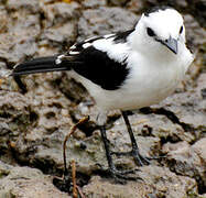 Pied Water Tyrant