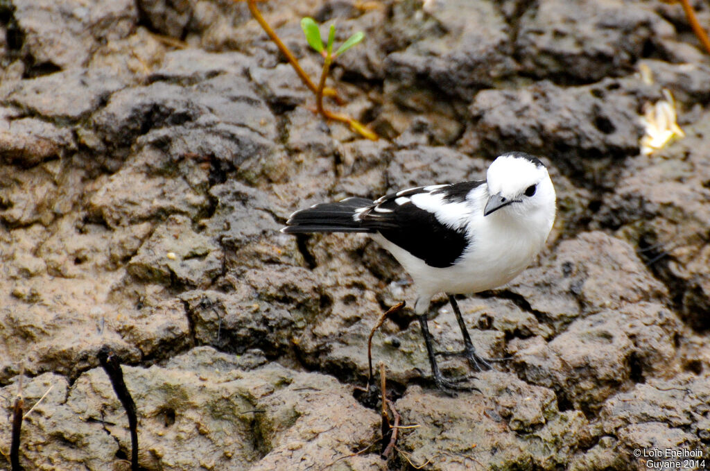 Pied Water Tyrant