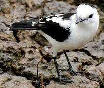 Pied Water Tyrant