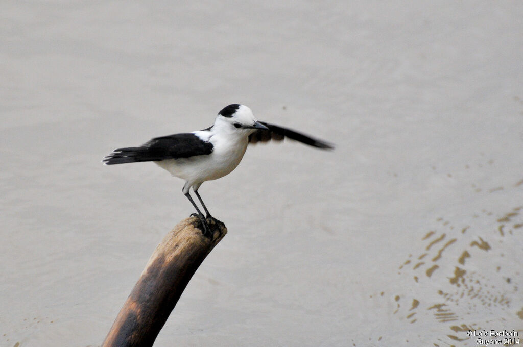 Pied Water Tyrant