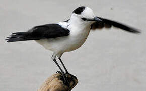 Pied Water Tyrant