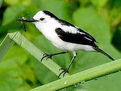 Pied Water Tyrant