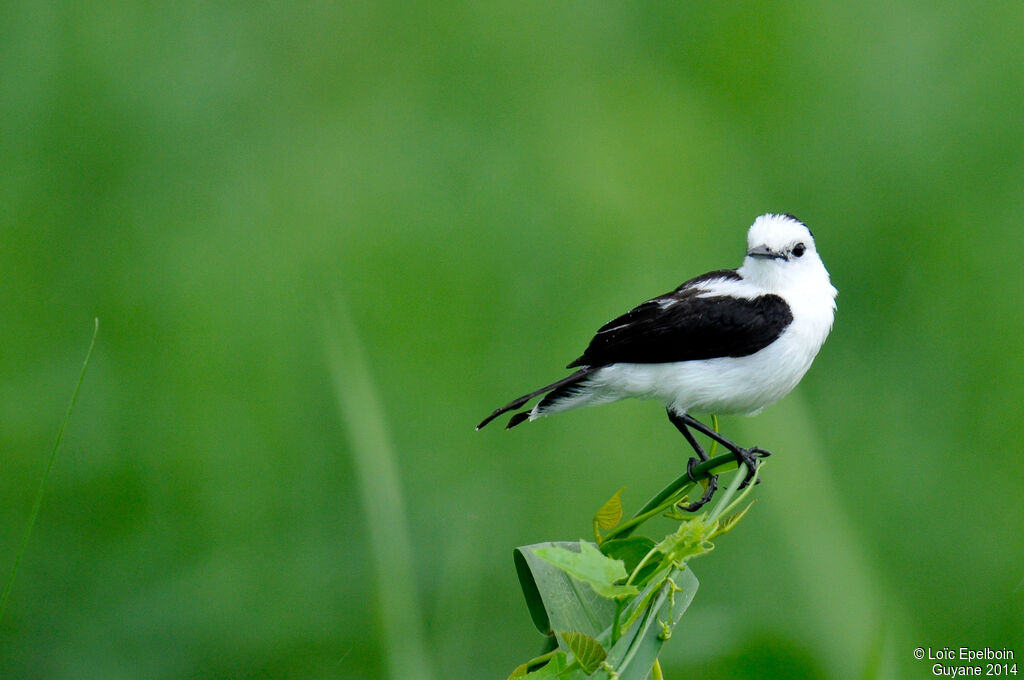 Pied Water Tyrant