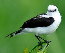 Pied Water Tyrant