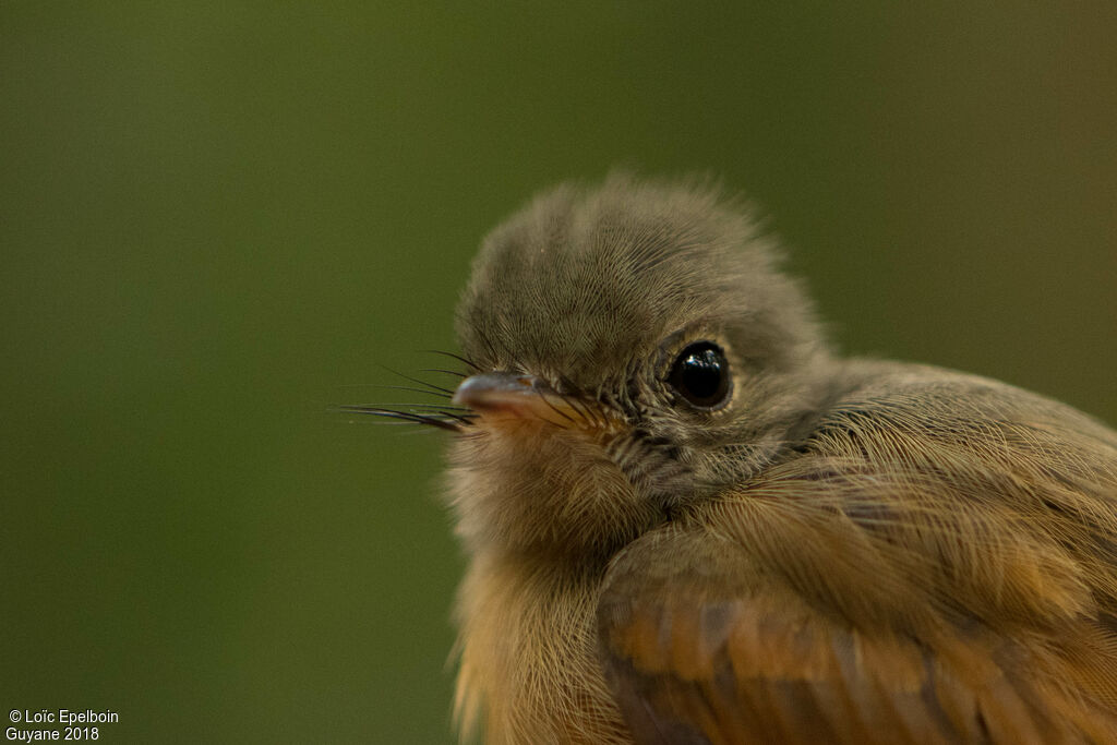 Ruddy-tailed Flycatcher