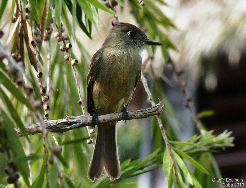 Cuban Pewee