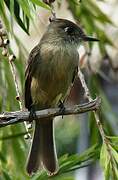 Cuban Pewee