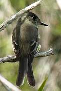 Cuban Pewee