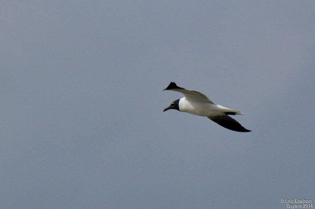 Mouette atricille