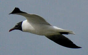 Laughing Gull