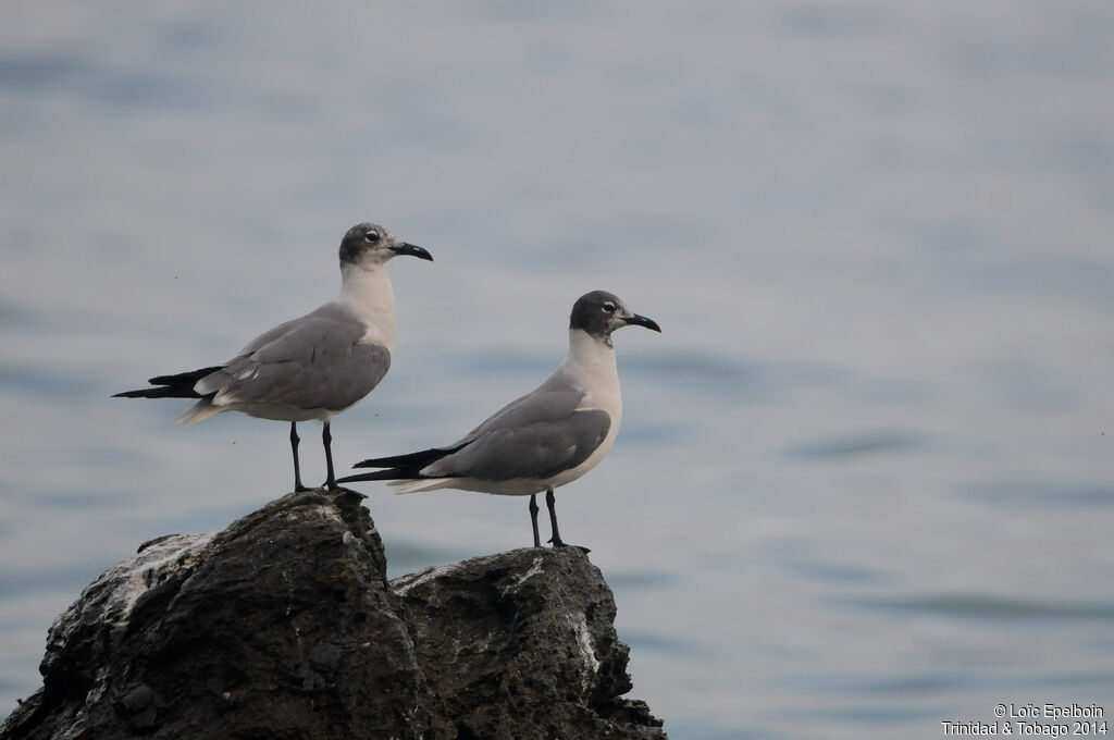 Mouette atricille