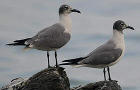 Laughing Gull