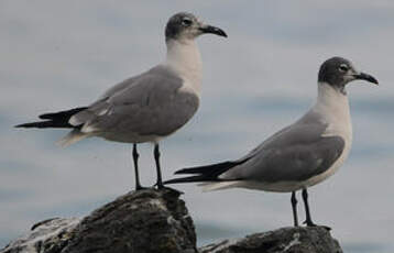 Mouette atricille