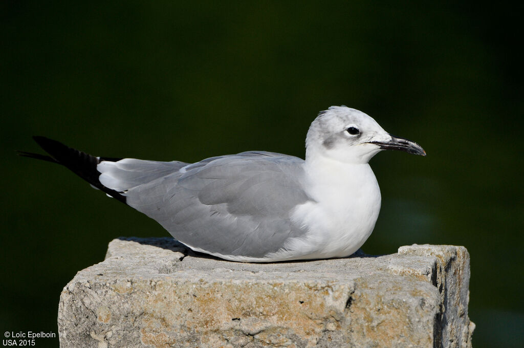 Laughing Gull