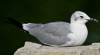 Laughing Gull